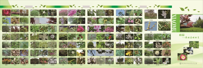 校园木本植物大起底.jpg