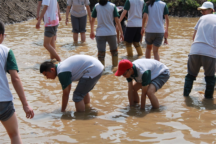 浑水摸鱼.JPG