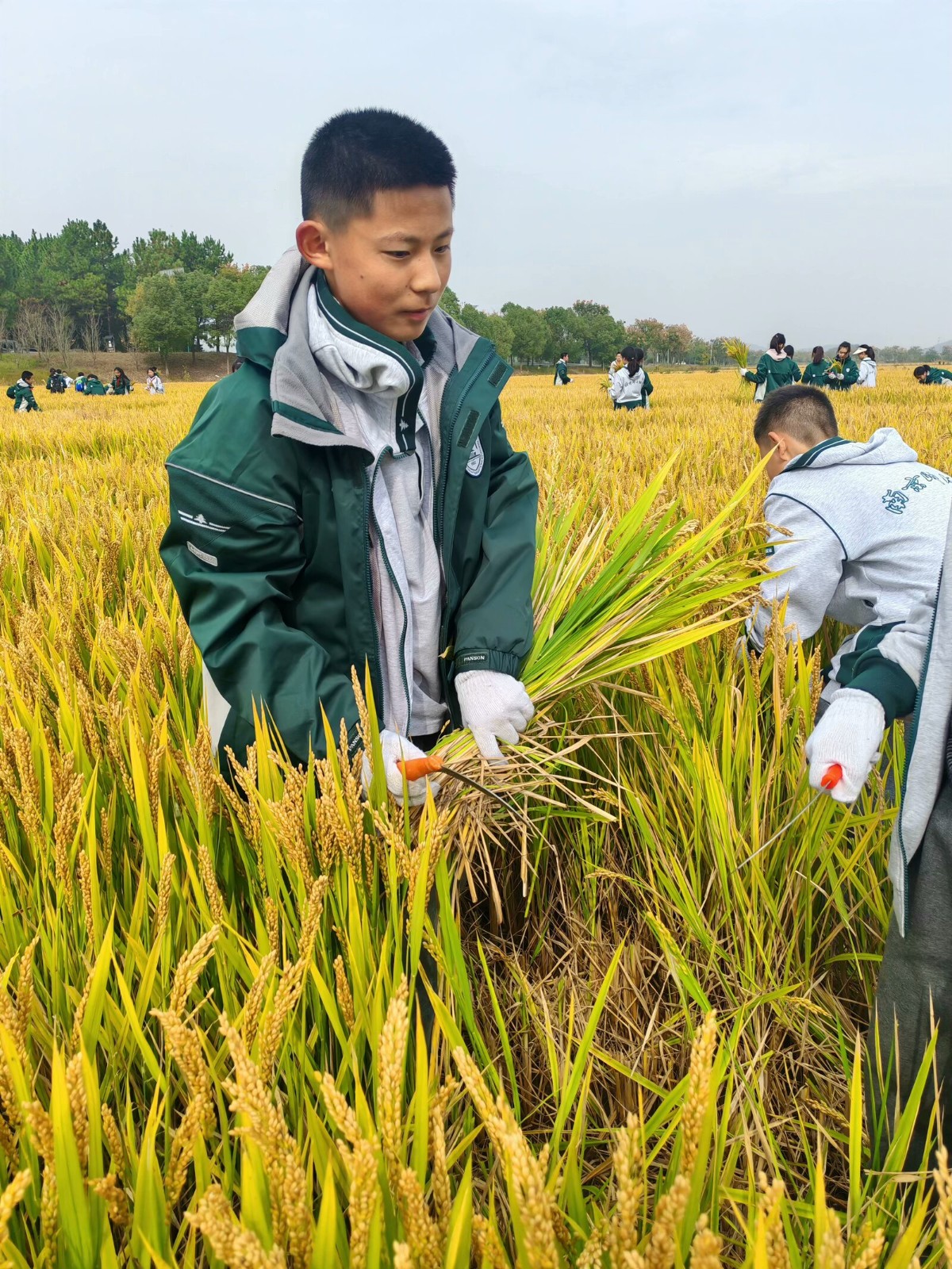 1731305229219679.jpg 1731305229219679.jpg