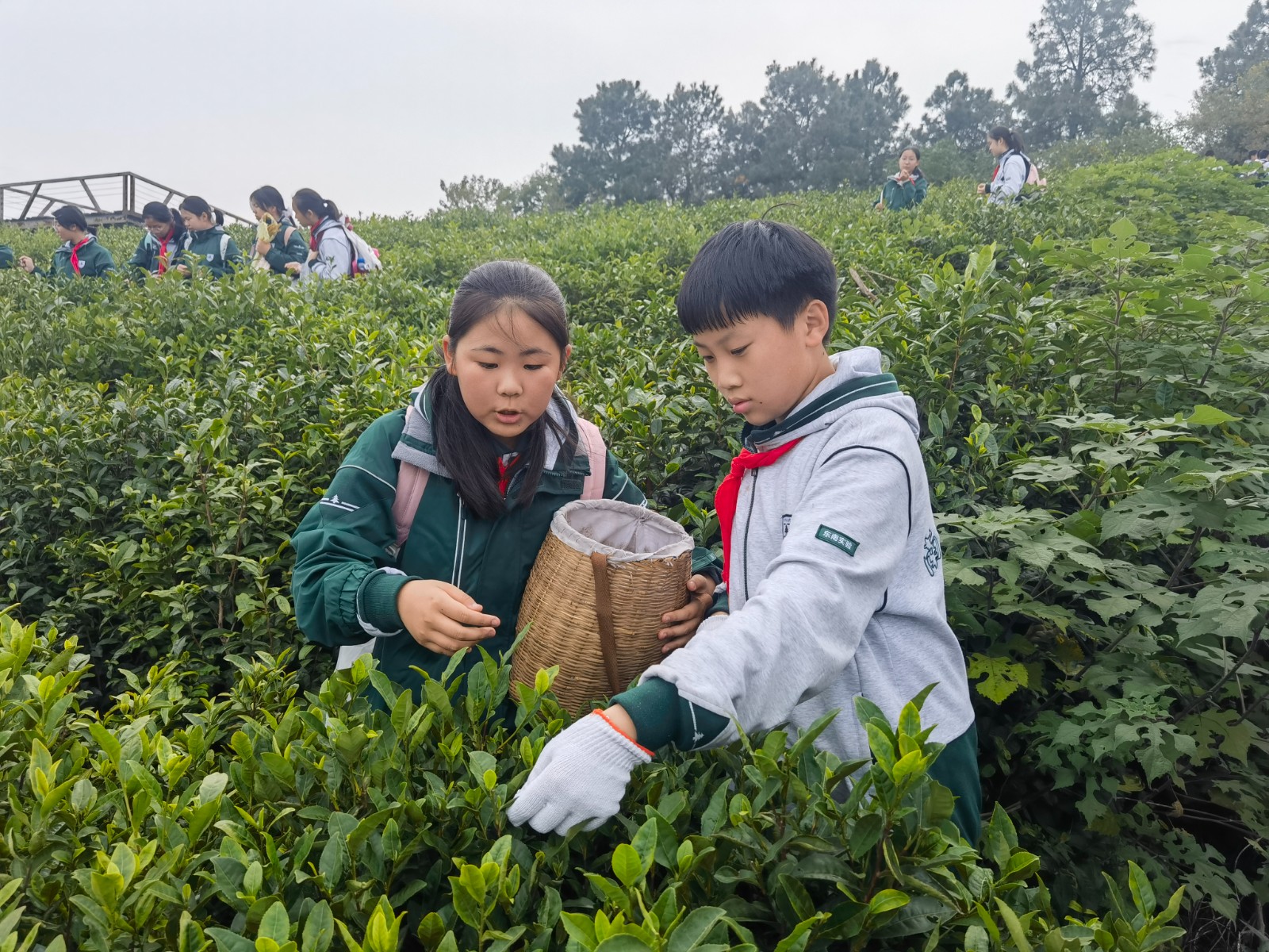 1731305784665851.jpg 1731305784665851.jpg