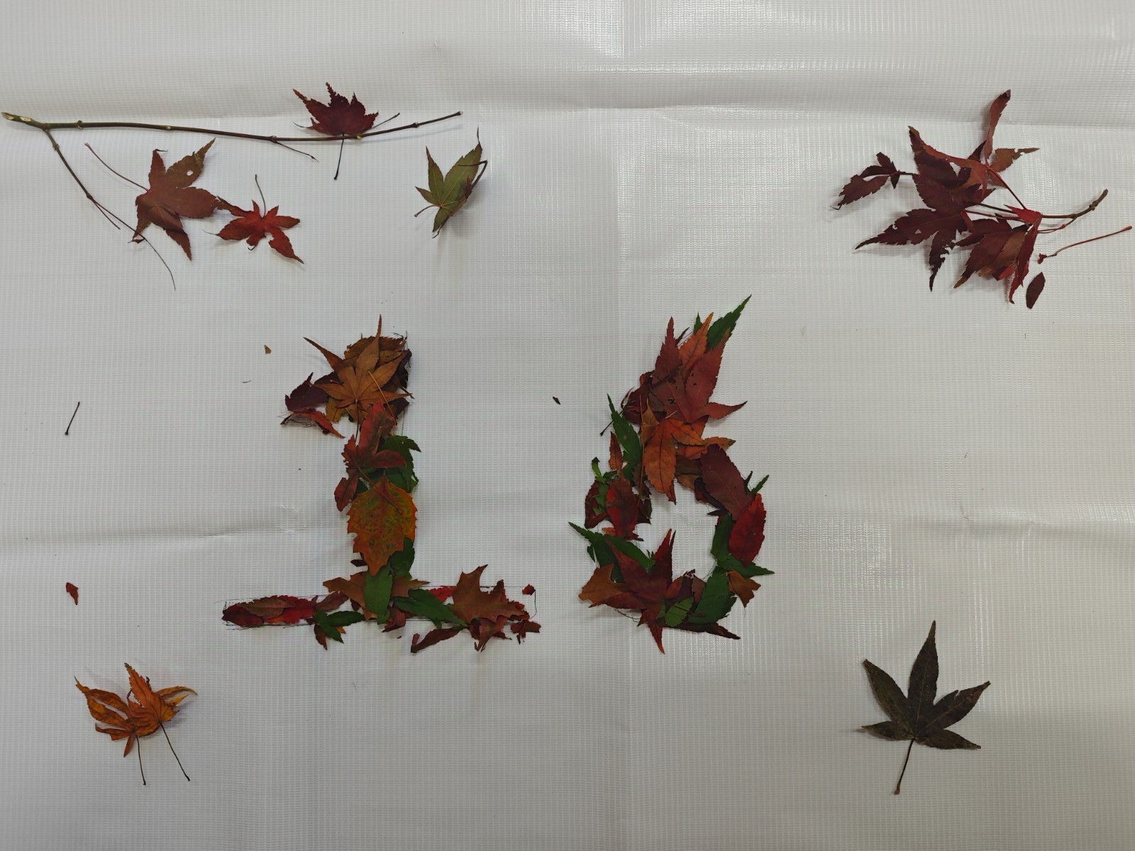 1731380458403243.jpg 1731380458403243.jpg