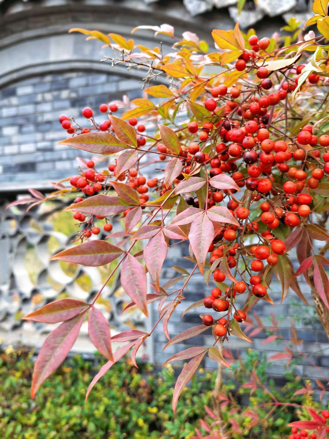 1732000448461818.jpg 1732000448461818.jpg